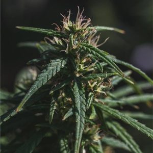 Rainbow Sherbert #11 Seeds