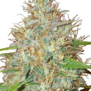 Ringo’s Gift CBD