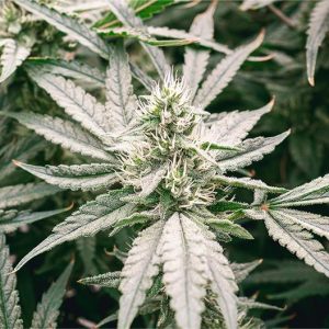 Sour Haze Seeds