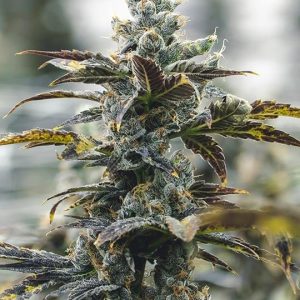 Strawberry Cough Auto