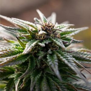 Strawberry Cough Muha Seeds