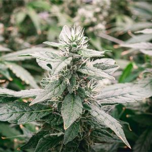 Strawberry Dream Seeds