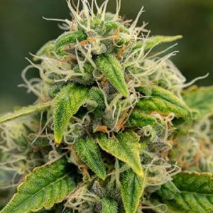 Super Sour Diesel