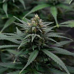 Tropical Punch Seeds