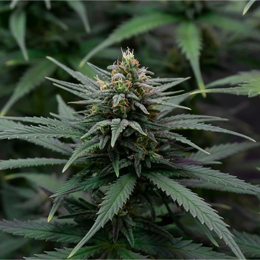 Tropical Punch Seeds