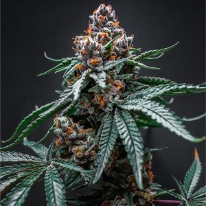 Tropicana Cherry Auto