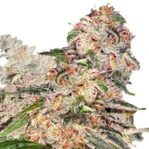 Valentine X CBD