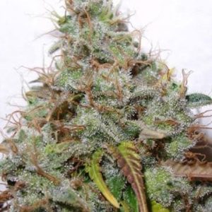 White Berry