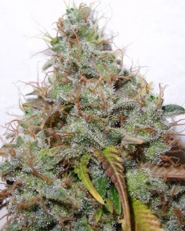 White Berry