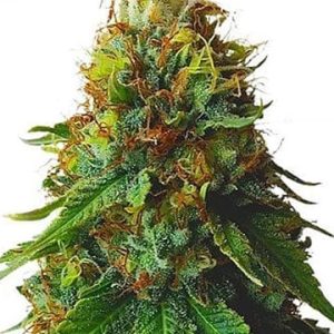 XXX OG
