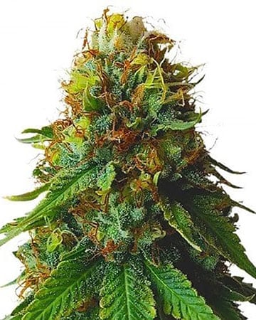 XXX OG