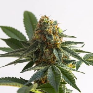 Alaska Thunderfuck Auto
