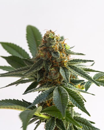 Alaska Thunderfuck Auto