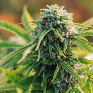 All Gas OG
