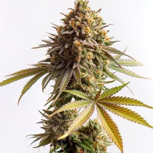 Blackberry Moonrocks