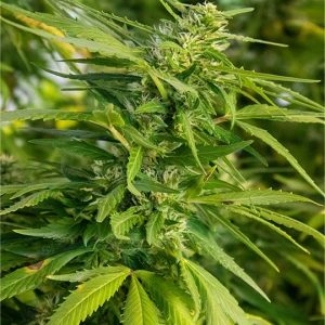 Gorilla Gas