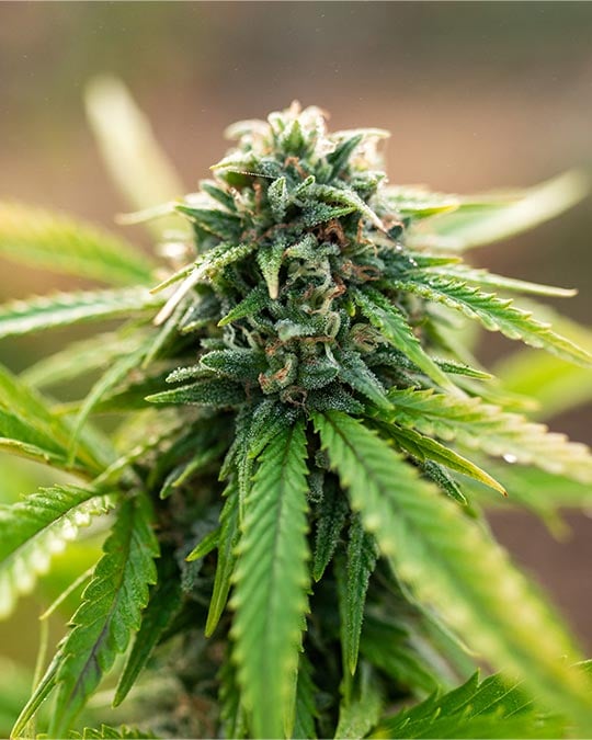 Kandy Kush