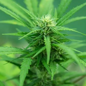 Lilac Diesel