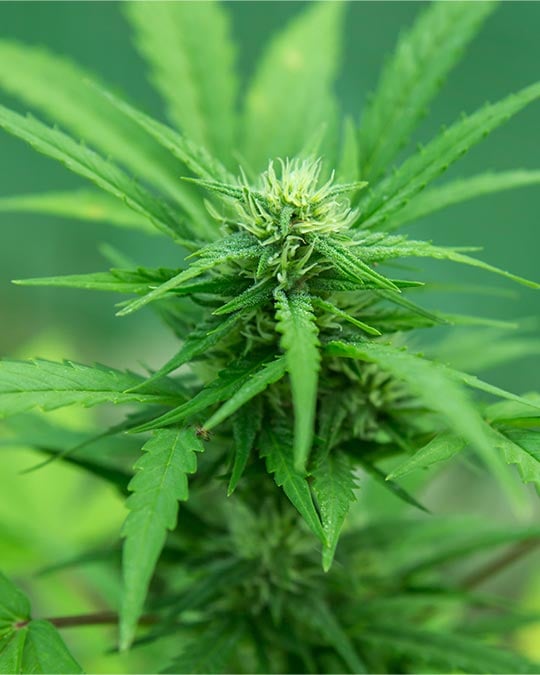 Lilac Diesel