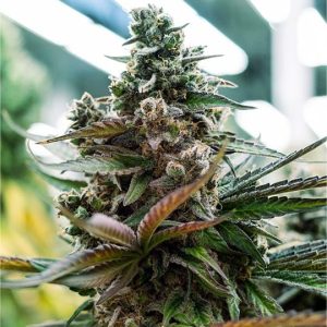 Mango Sherbert
