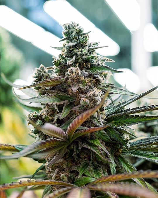 Mango Sherbert