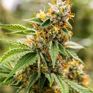 Mother Gorilla