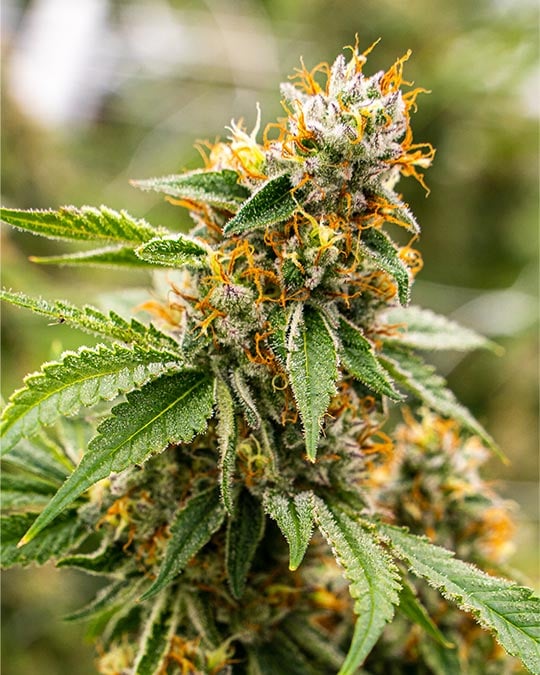 Mother Gorilla