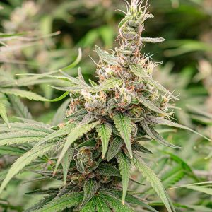 Orange Kush Cake