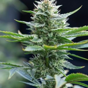 White Buffalo