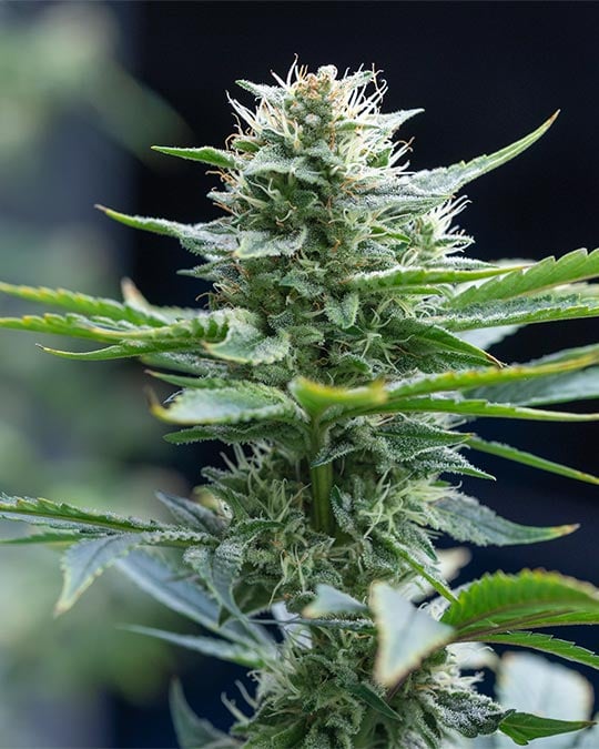 White Buffalo
