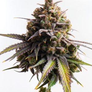 White Runtz Auto