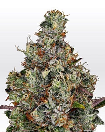 High THC Combo Pack - Image 6