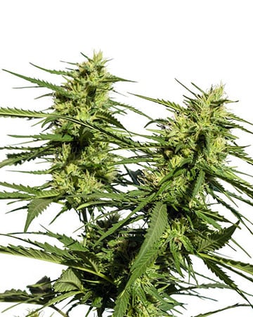 High THC Combo Pack - Image 2