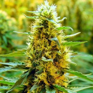California Orange Auto