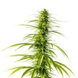 Blue Cookies Auto