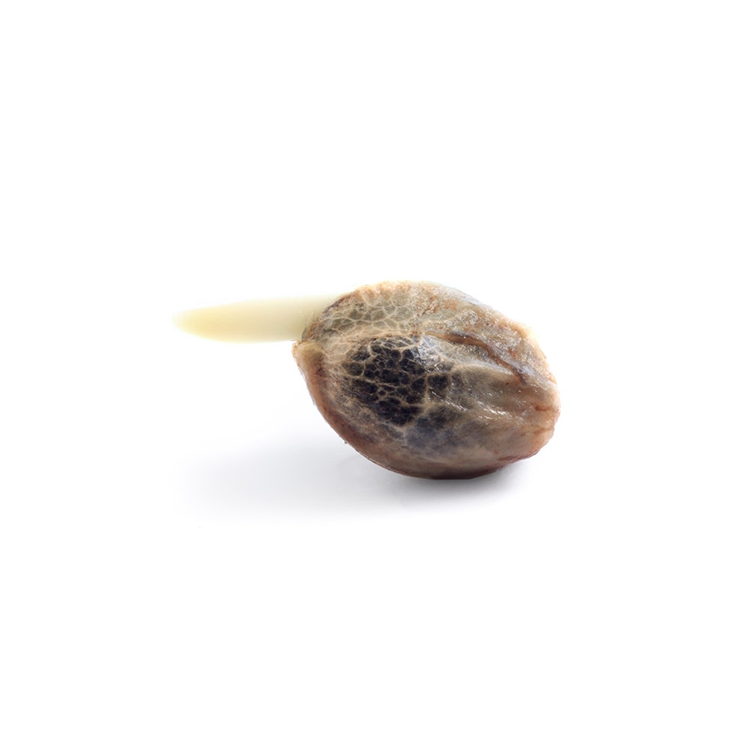 Durban Poison Seeds - Image 2