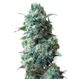 Blue Knight Auto