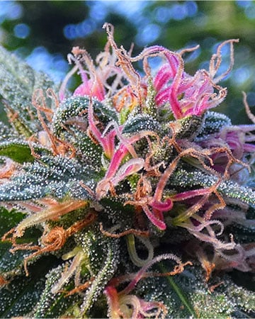 Grape God - Image 4