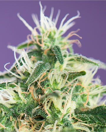 Grapefruit Kush - Image 4