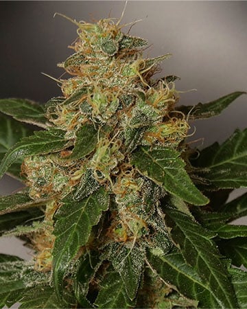 Hippie Crippler - Image 4