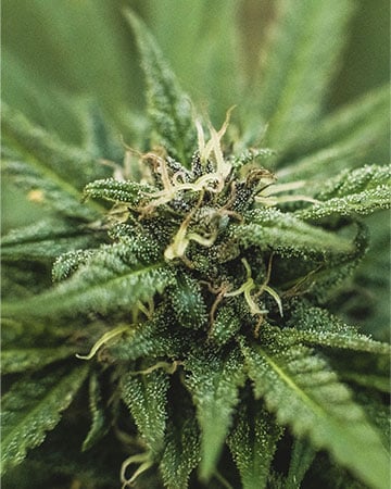 Jack Frost - Image 4