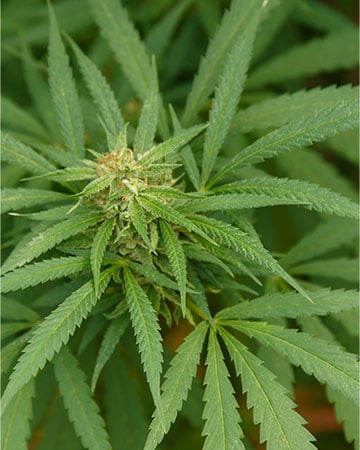 Jack Herer - Image 4