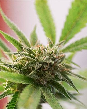 Kush Mints - Image 4