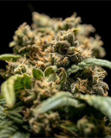 Lemon OG Kush - Image 4