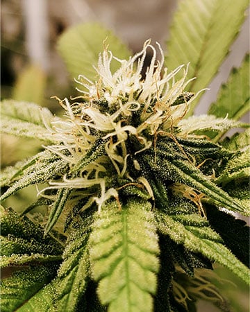 Lucky Charms - Image 4