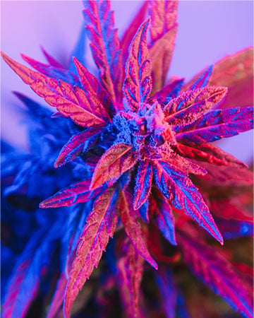 Purple Trainwreck - Image 4