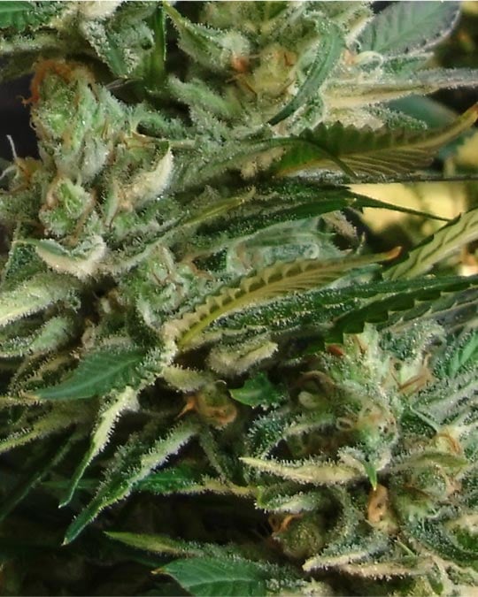 Rainbow Sherbert - Image 4