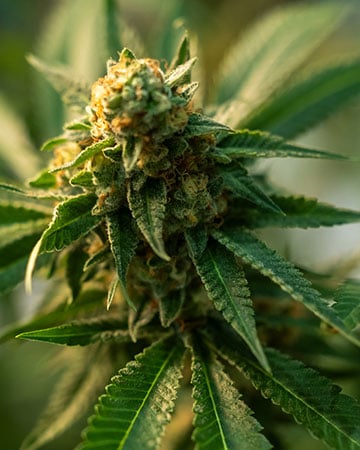 Agent Orange Auto - Image 4