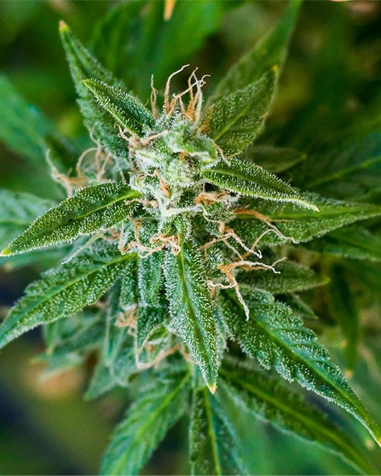 Chemdawg - Image 4
