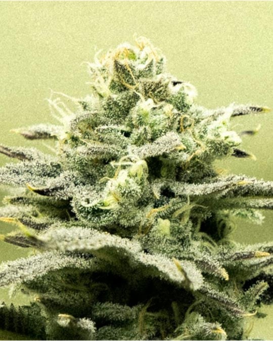 Grape Soda - Image 4